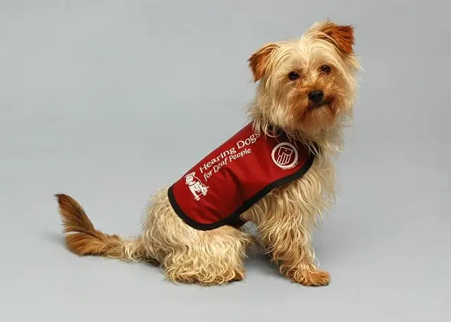 Hearing Dogs highlights access issues for deaf people