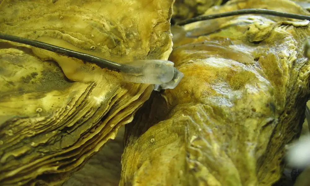 Oyster herpes cases found in Essex river