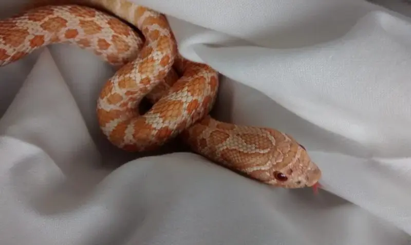 Exotic snake found curled up in suitcase at London hotel