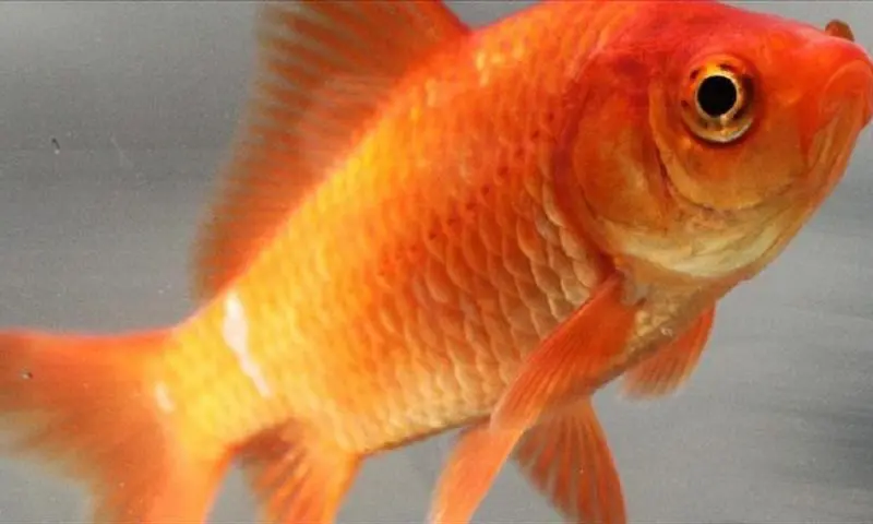Need a friend? Belgian hotel rents goldfish to lonely guests