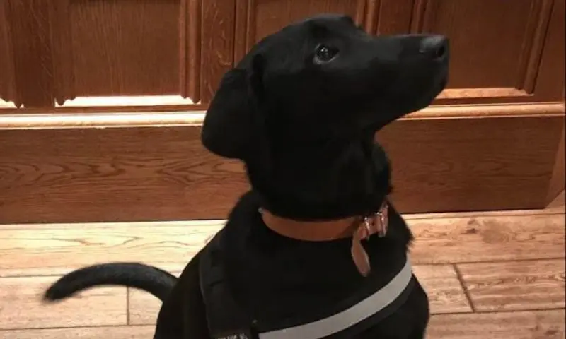 Dog joins North Yorkshire hotel staff