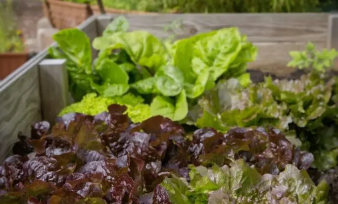 AccorHotels reports ‘success’ with UK urban gardens initiative