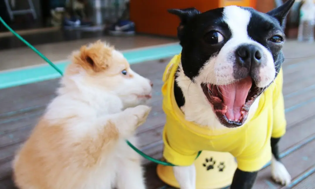 Should hoteliers be dog friendly?