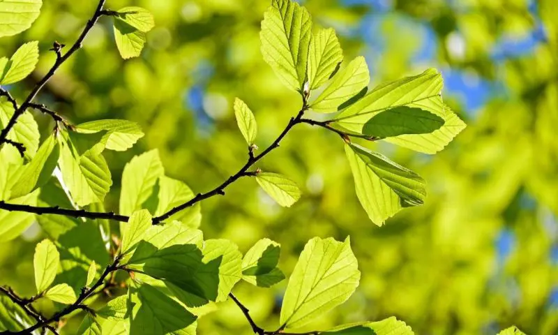 Overlooked hotel management: Urban-forestry