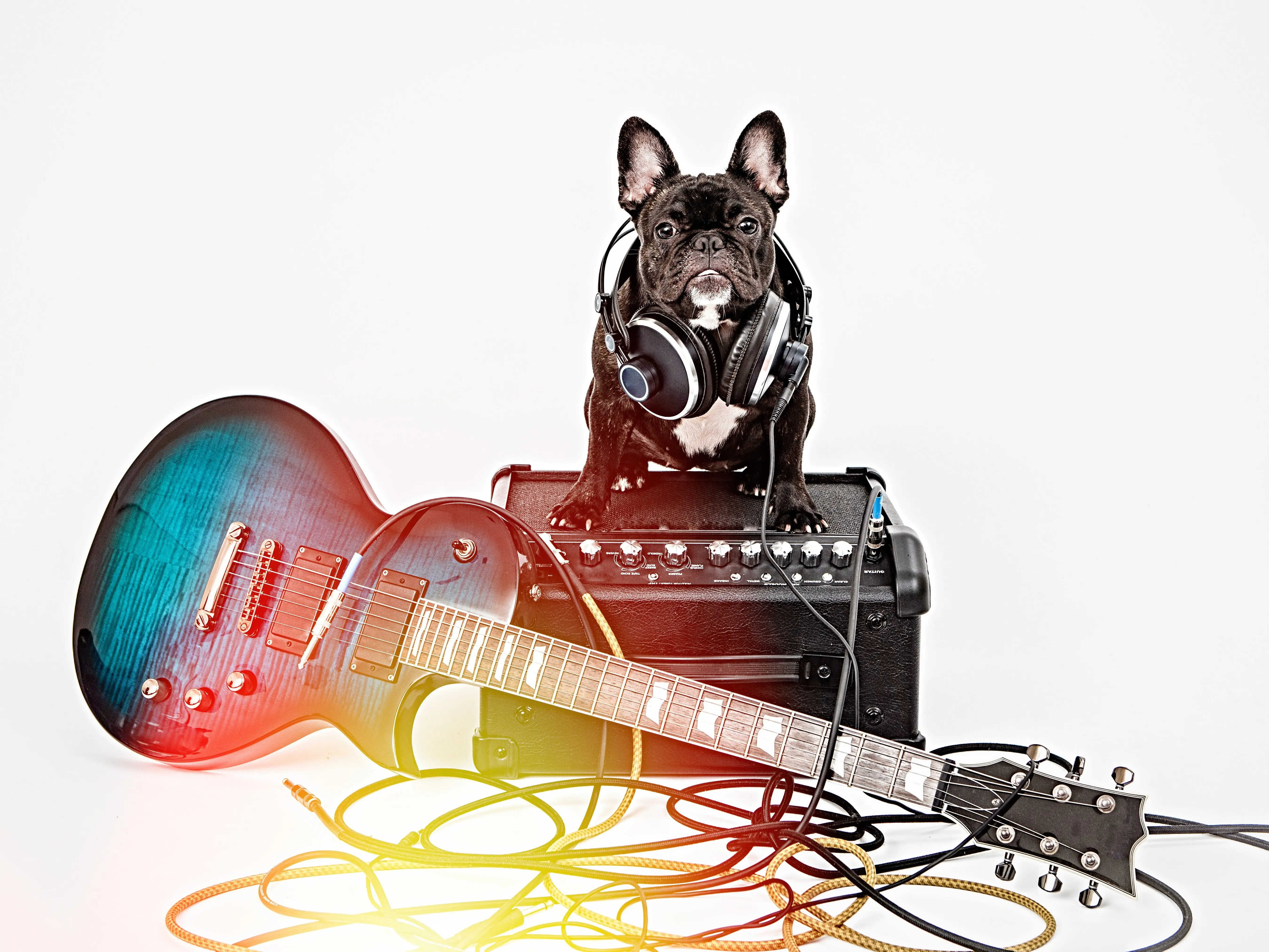 Hard Rock Hotels unveils ‘Unleashed’ pet programme