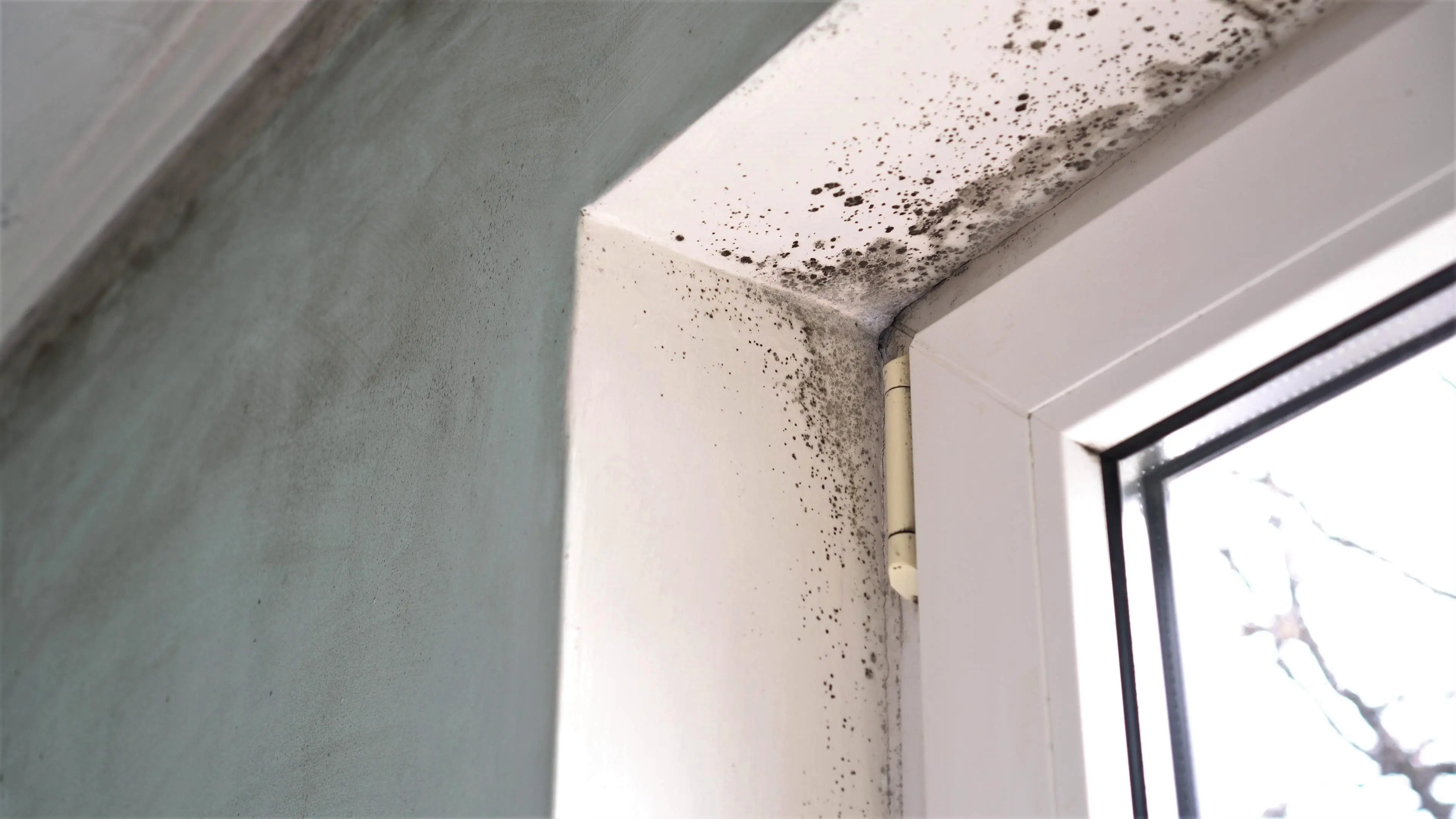 How to deal with a mould problem in your hotel