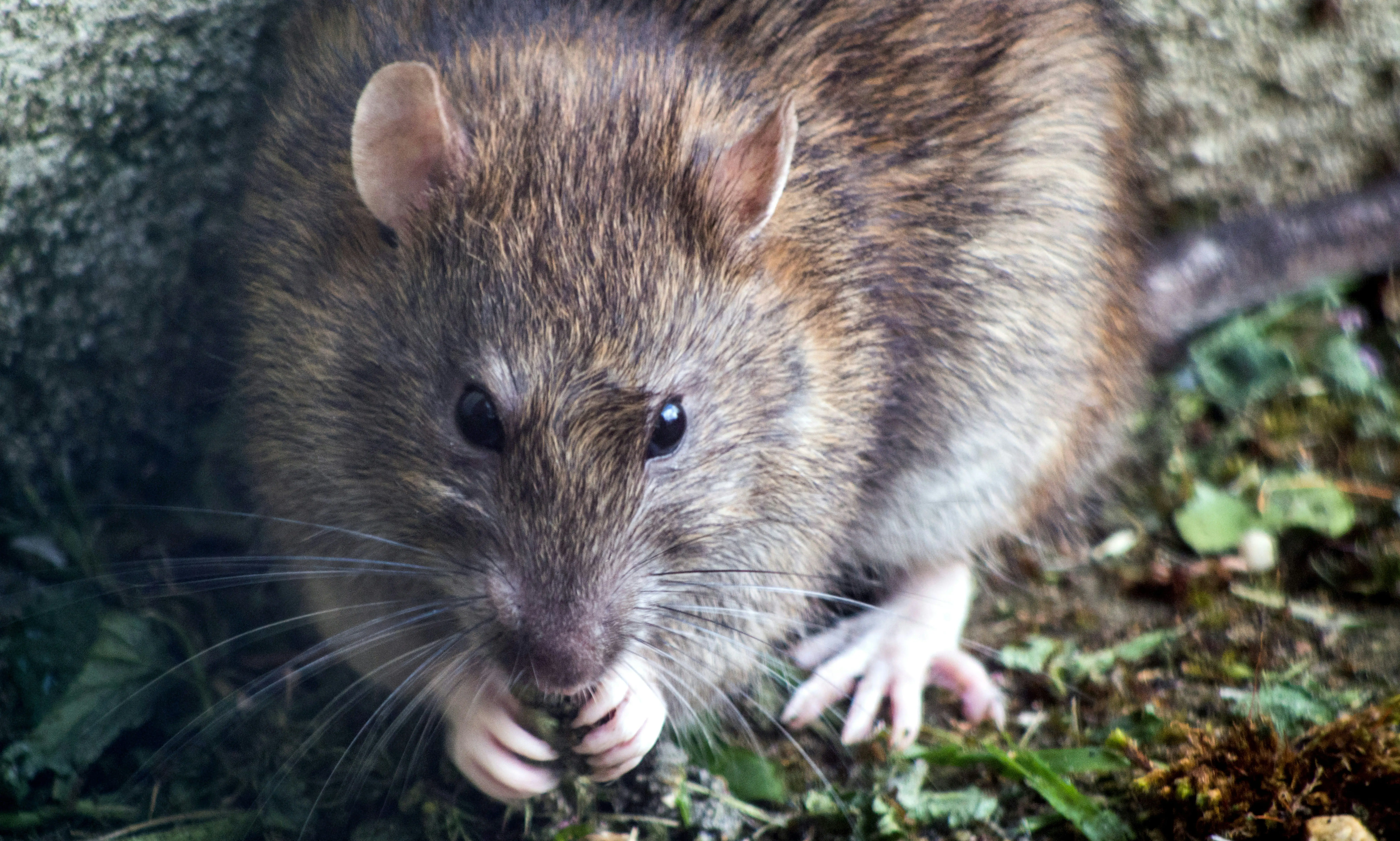 How can hoteliers effectively get rid of pests