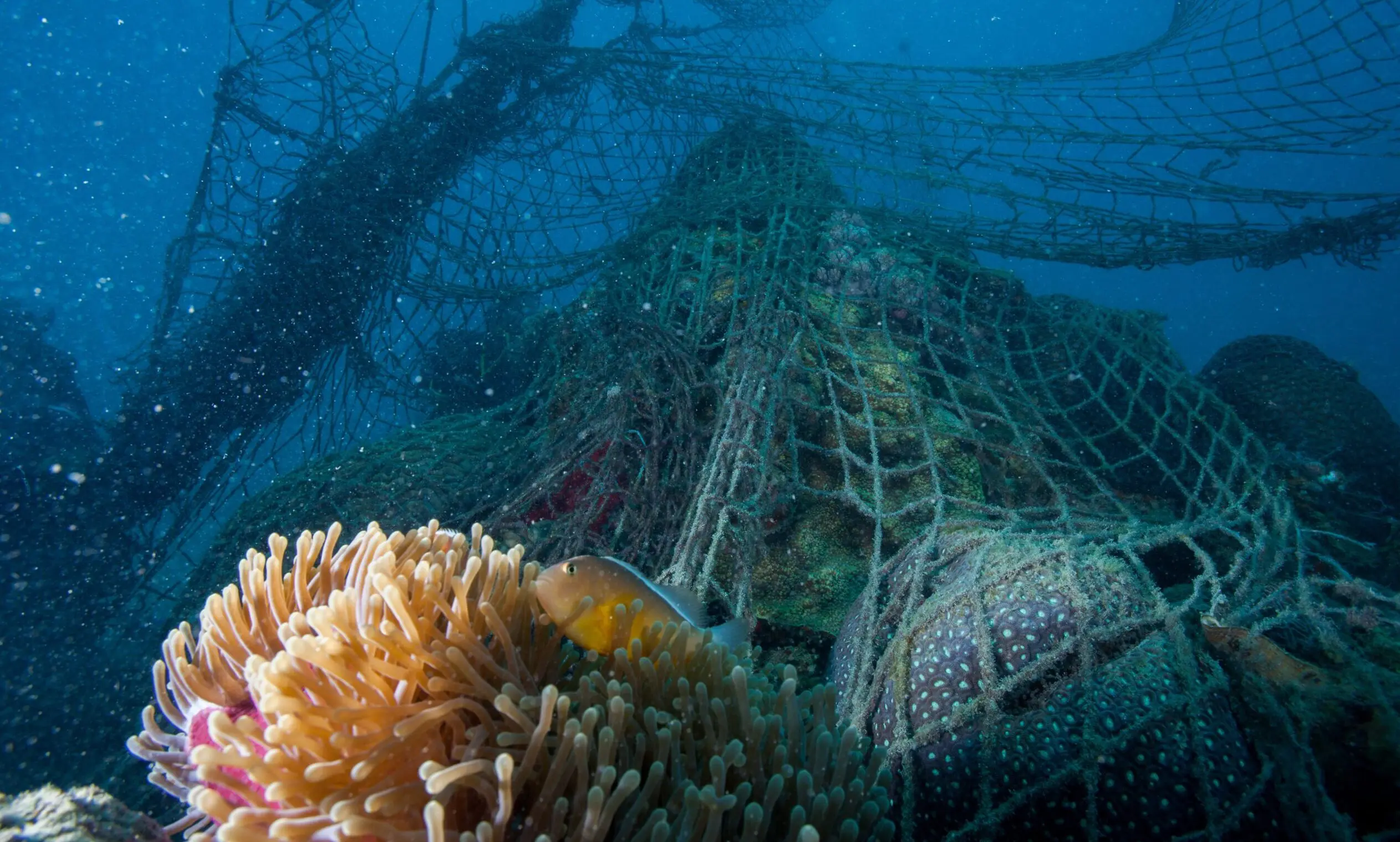Novotel announces Ocean Protection Partnership with WWF